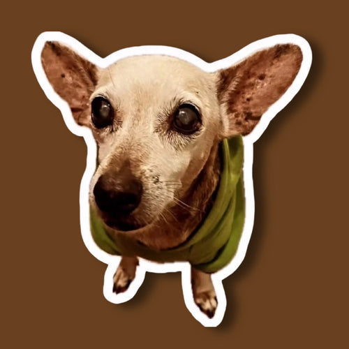 GOGO